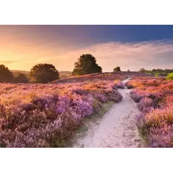 Puzle Ravensburger Pink Pathway Netherlands, 1000 gab., 700×? mm, 2 mm bieza