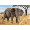Schleich WILD LIFE Āfrikas zilonis, mātīte, 3 gadi