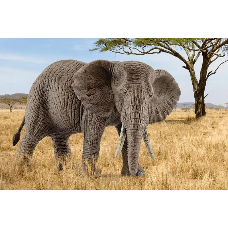 Schleich WILD LIFE Āfrikas zilonis, mātīte, 3 gadi