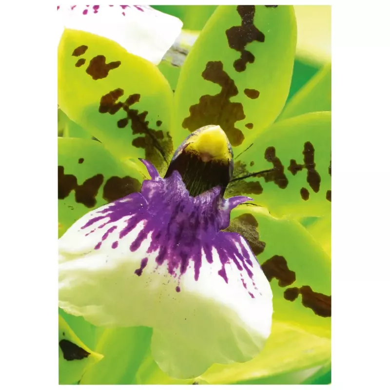 Inkjet Papīrs Avery Premium A4 250g Balts Satīna Matēts