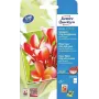Foto papīrs Avery C2550-50, 250 g/m², spīdīgs, 50 loksnes