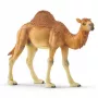 Schleich WILD LIFE Dromedārs