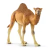 Schleich WILD LIFE Dromedārs