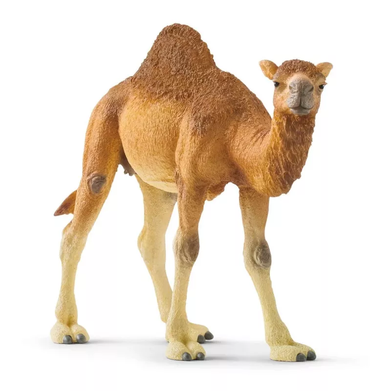 Schleich WILD LIFE Dromedārs
