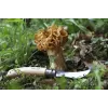 Kabatas nazis Opinel
