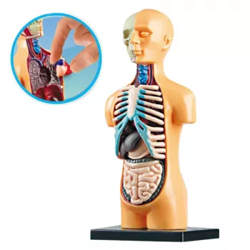 LEAN TOYS Izglītojošs cilvēka ķermeņa orgānu anatomijas modelis 32 daļas 4D Vision sērija