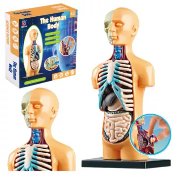 LEAN TOYS Izglītojošs cilvēka ķermeņa orgānu anatomijas modelis 32 daļas 4D Vision sērija