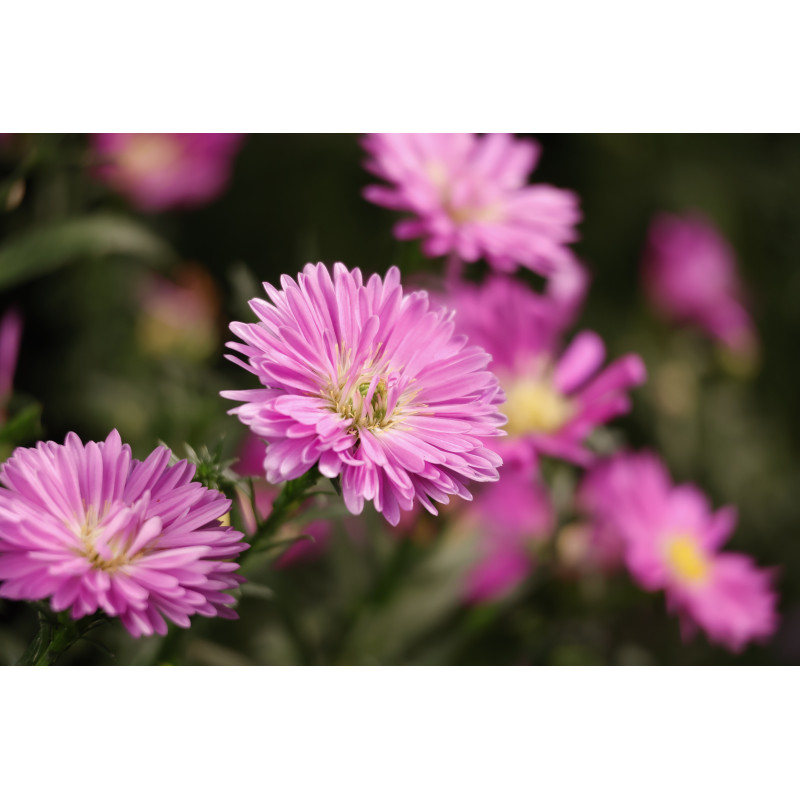 Canon RF-S 55-210mm F5-7.1 IS STM teleobjektīvs ar tālummaiņu
