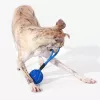 Cheerble Wicked Ball Air Rope suņu rotaļlieta, Royal Blue
