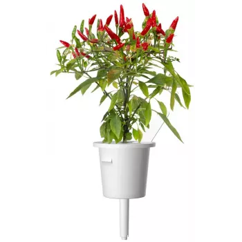 Click & Grow Piri Piri čili piparu augu kapsulas Smart Garden dārzam, 3 gab. (SGR67X3)