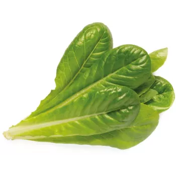 Click & Grow SGR50X3 Salātu augu paciņu papildinājums (3 iepakojums)