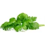 Click & Grow lapu selerijas augu kapsulas Smart Garden dārzam, 3 gab. (SGR97X3)