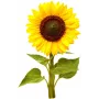 Click & Grow mazo saulespuķu augu kapsulas Smart Garden dārzam, 3 gab. (SGR65X3)