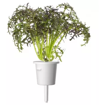 Click & Grow Smart Garden papildinājums Red Frill Mustard, 3 augu kapsulas (SGR77X3)