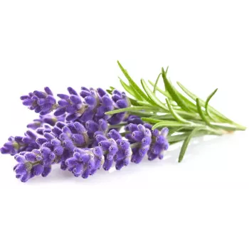Click & Grow Smart Garden papildinājums Lavender, 3 augu podi (SGR30X3)