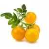 Click and Grow Smart Garden papildinājums 3 gab. Mini tomātu stādīšanas kapsulas