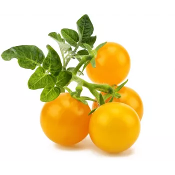 Click and Grow Smart Garden papildinājums 3 gab. Mini tomātu stādīšanas kapsulas