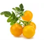 Click and Grow Smart Garden papildinājums 3 gab. Mini tomātu stādīšanas kapsulas