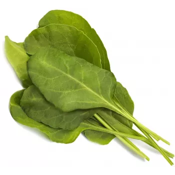 Click & Grow Smart Garden papildinājums Green Chard, 3 augu kapsulas (SGR64X3)