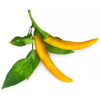 Click & Grow SGR60X3 Čili piparu stādīšanas podiņi (3 iepakojums)