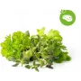 Click & Grow garšaugu maisījuma steikiem augu kapsulas Smart Garden dārzam, 9 gab. (PPMSSX9)