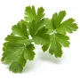 Click & Grow SGR68x3 Pētersīļu augu kapsulas (3 iepakojums)