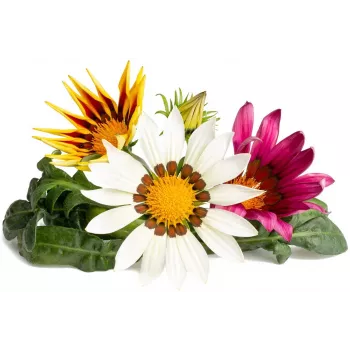 Click & Grow gazānijas augu kapsulas Smart Garden dārzam, 3 gab. (SGR92X3)
