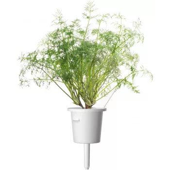 Click & Grow SGR49x3 Diļļu augu pākstis (3 iepakojums)