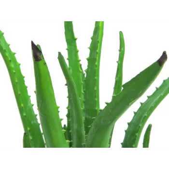 EUROPALMS mākslīgais alvejas augs melnā podā, 63cm 82809112