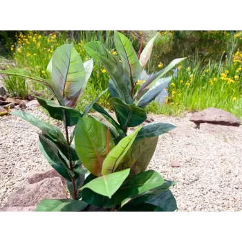 EUROPALMS mākslīgais gumijkoks 100cm, reālistisks Ficus elastica, melnā plastmasas podā 82508303