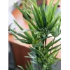 EUROPALMS mākslīgā cipresu zāle, 76cm, melnā podā 82600138