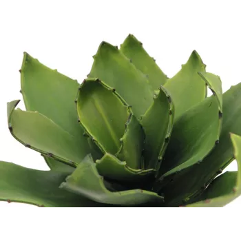 EUROPALMS Agave mākslīgais augs, EVA, zaļš, 35 cm 82530576