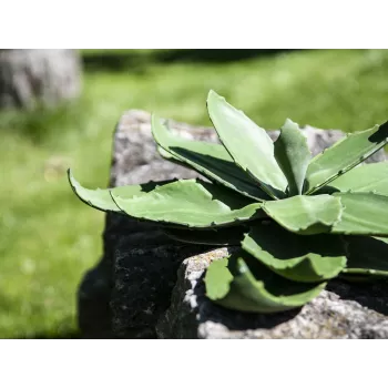EUROPALMS Agave mākslīgais augs, EVA, zaļš, 35 cm 82530576