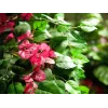EUROPALMS Bougainvillea mākslīgais augs, rozā, 150 cm 82507055