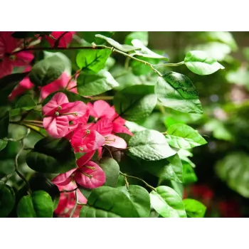 EUROPALMS Bougainvillea mākslīgais augs, rozā, 150 cm 82507055