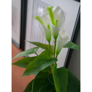 EUROPALMS Calla mini mākslīgā kalādu ziedu augs, balts, 43 cm 82540347