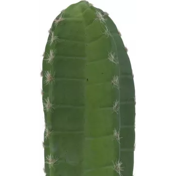 EUROPALMS mākslīgais Meksikas kaktuss, zaļš, 97 cm 82801070