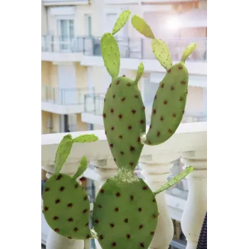 EUROPALMS mākslīgais lapu kaktuss, 75cm 82600068