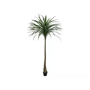 EUROPALMS Dracena mākslīgais augs, zaļš, 220cm 82505798