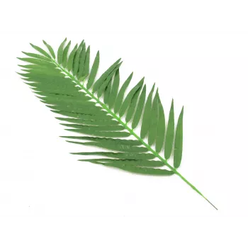EUROPALMS Coconut Palm Frond, mākslīgā palmas lapa, 110cm, 12 gab. iepakojums 82509897