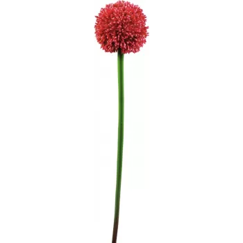 EUROPALMS mākslīgais Allium ziedkāts, sarkans, 55cm 82530568