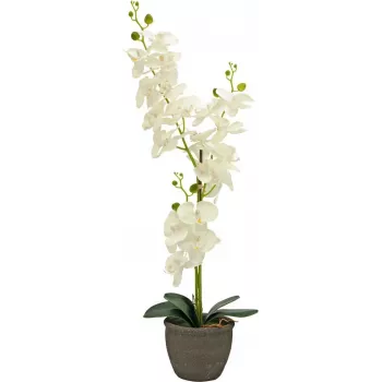 EUROPALMS mākslīgais orhidejas augs, krēmkrāsas, 80cm 82530361