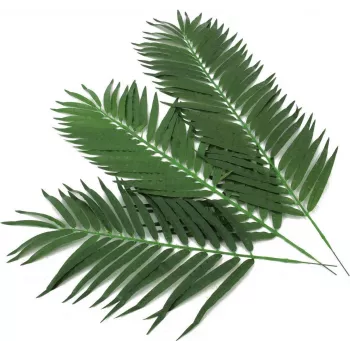 EUROPALMS mākslīgās kokospalmas lapas, 80 cm, 12 gab. komplekts 82509895
