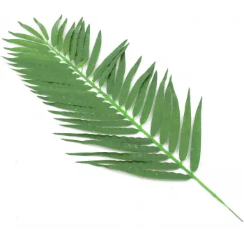 EUROPALMS mākslīgās kokospalmas lapas, 90 cm, 12 gab., zaļas 82509896