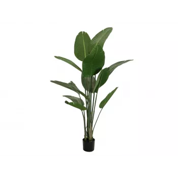 EUROPALMS mākslīgā Strelitzia, 170 cm 82540523