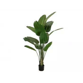 EUROPALMS mākslīgā Strelitzia, 170 cm 82540523