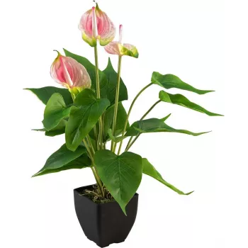 Mākslīgā anthurium EUROPALMS, balts-rozā 82540348