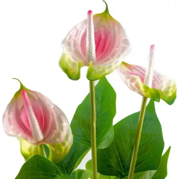 Mākslīgā anthurium EUROPALMS, balts-rozā 82540348