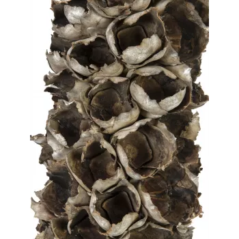 EUROPALMS Cacho Coco mākslīgā kokospalma, 120-190 cm, īsts koka stumbrs, 12 lapas, iekštelpu 83502349