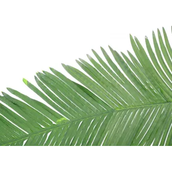 EUROPALMS mākslīgā kokospalmas karaliskā palmas lapa, 180cm 82509847